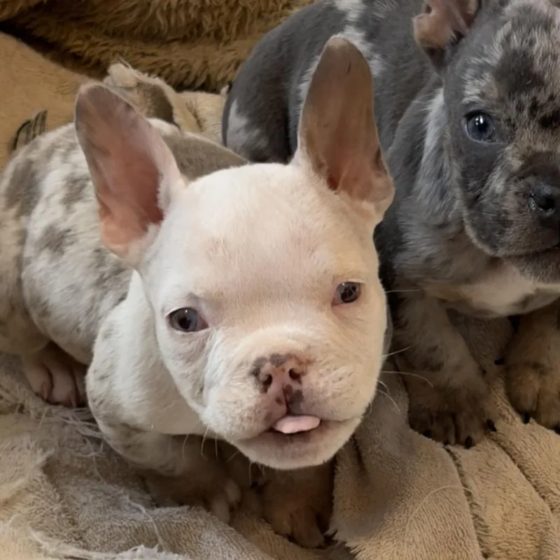 A baby medium-sized male Bulldog dog named Ford for adoption in Columbus, OH