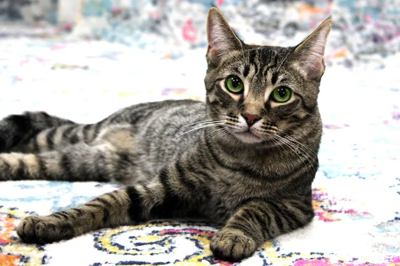 Ursuline thumbnail 2