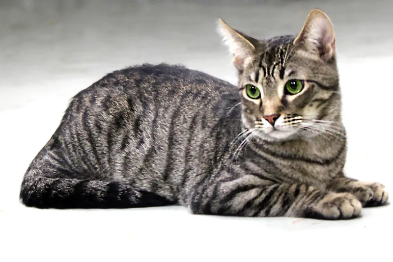 Ursuline thumbnail 3