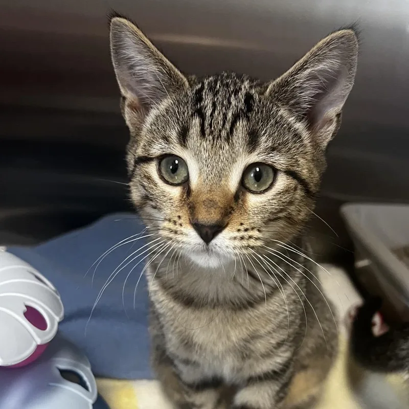 A baby small-sized female Domestic Short Hair cat named Birch for adoption in Cumming, GA