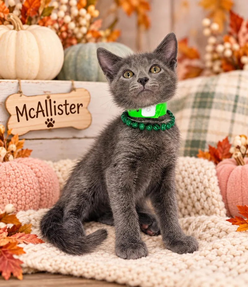 A baby medium-sized male Russian Blue cat named McAllister for adoption in Tavares, FL