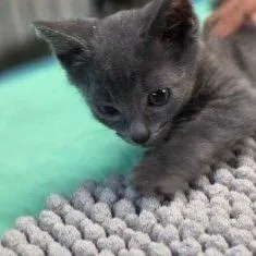 A baby small-sized male Gray / Blue / Silver Domestic Short Hair cat named SmokyMeet me at Plymouth for adoption in Buffalo, MN