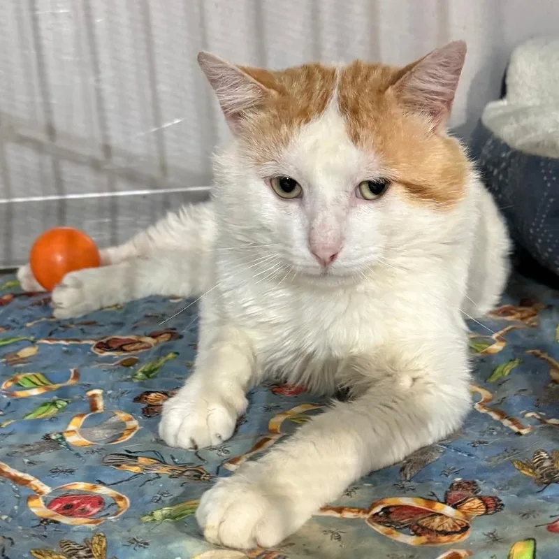 An adult large-sized male Orange & White Domestic Short Hair cat named Carl for adoption in Gresham, WI