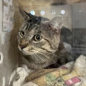 An adult medium-sized male Tabby (Brown / Chocolate) Domestic Short Hair cat named Garbanzo for adoption in Athens, GA