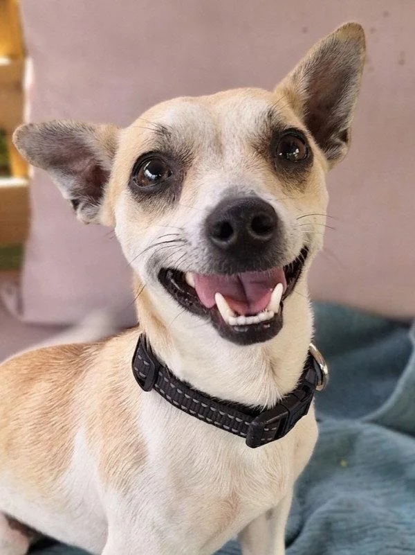 A young small-sized male Chihuahua dog named Nirvana for adoption in Woodland, CA