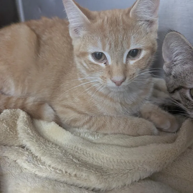 A baby small-sized male Orange / Red Domestic Short Hair cat named Tommy for adoption in Marble, NC