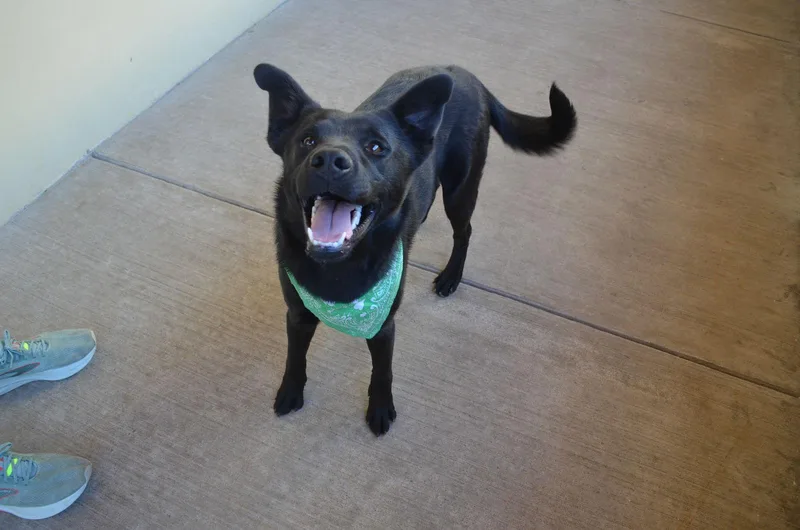 Patrick O' Paws thumbnail 2