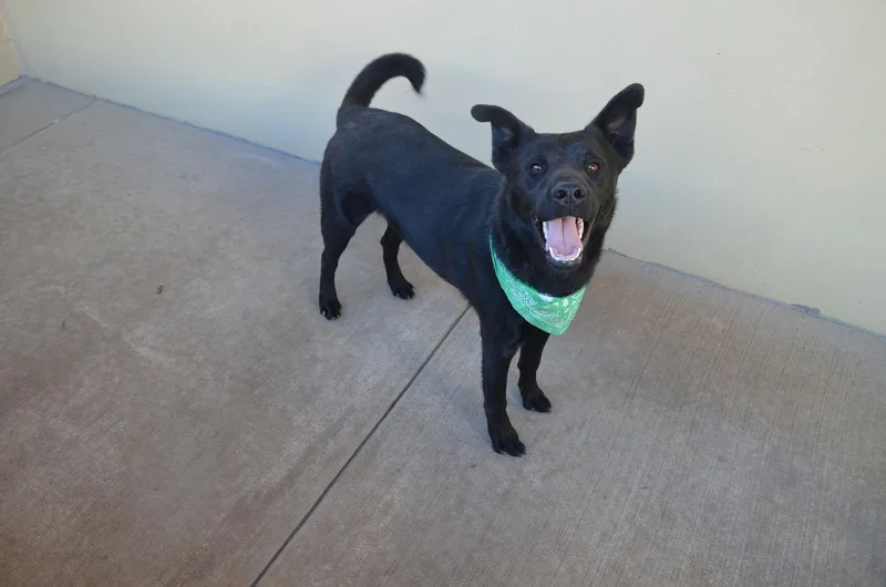 Patrick O' Paws thumbnail 3