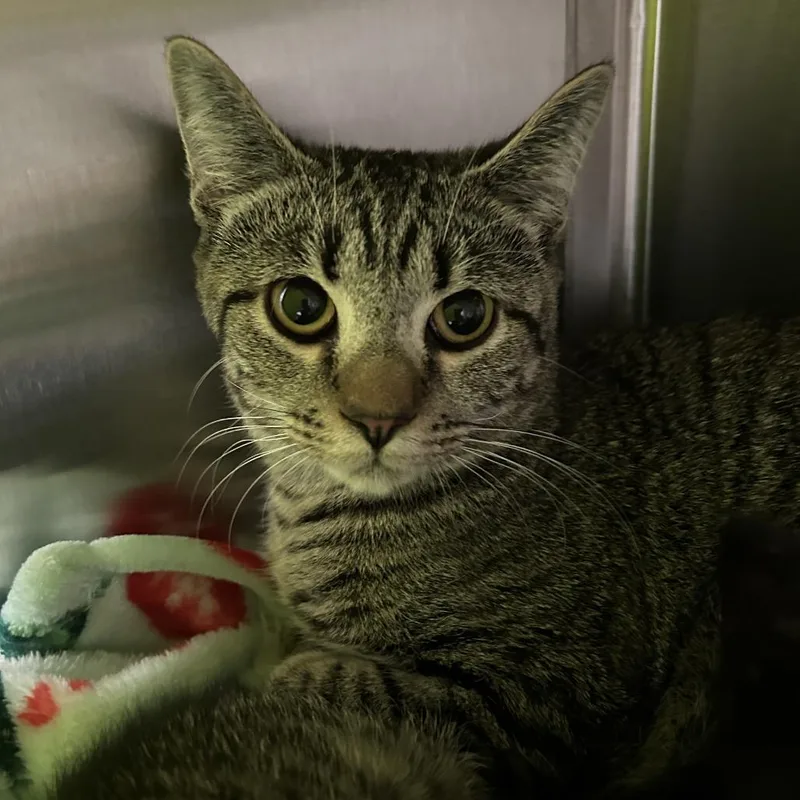A young medium-sized female Brown / Chocolate Domestic Short Hair cat named Wilma for adoption in Lynchburg, VA