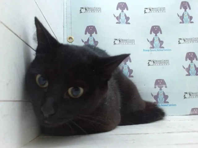 A young small-sized female Domestic Short Hair cat named Ani for adoption in Orlando, FL