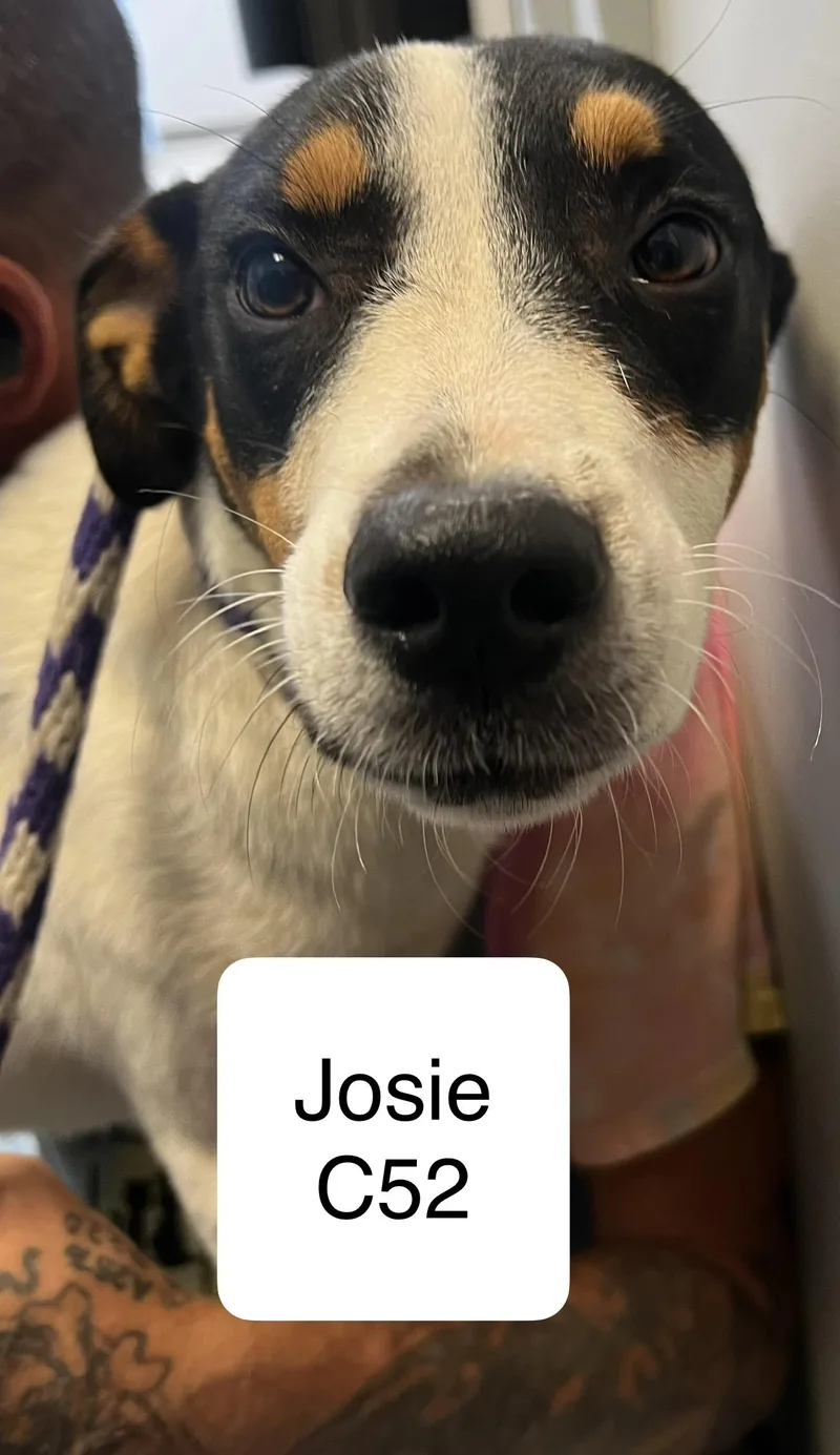 Josie