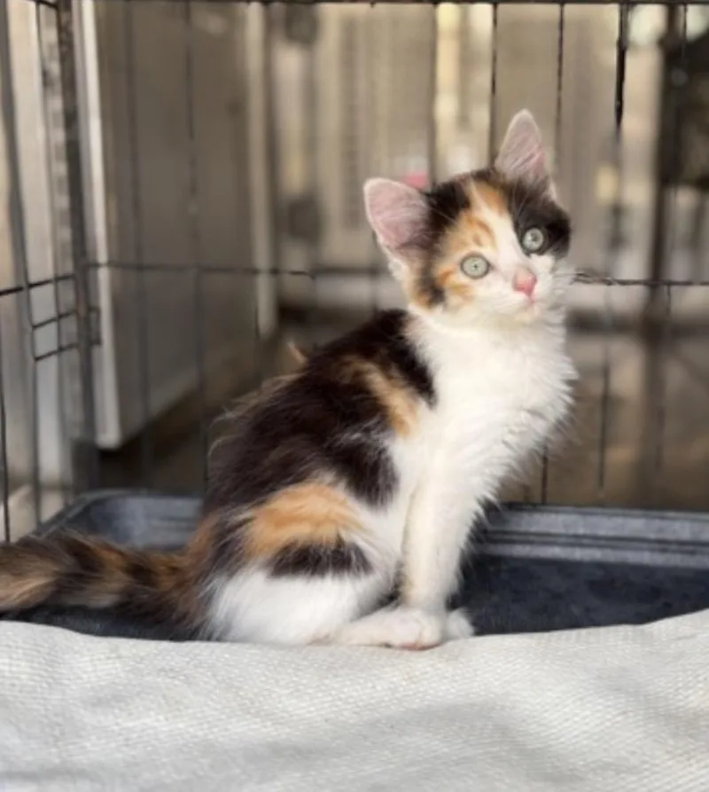 A baby small-sized female Calico Domestic Medium Hair cat named Cinnamon for adoption in Arlington, TX