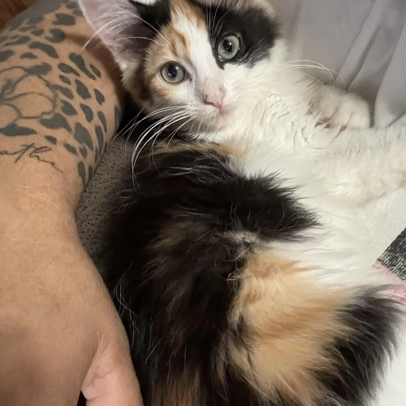 Cinnamon thumbnail 2