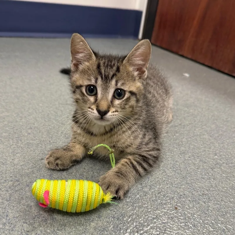 A baby small-sized male Brown / Chocolate Domestic Short Hair cat named Cantaloupe for adoption in West Palm Beach, FL