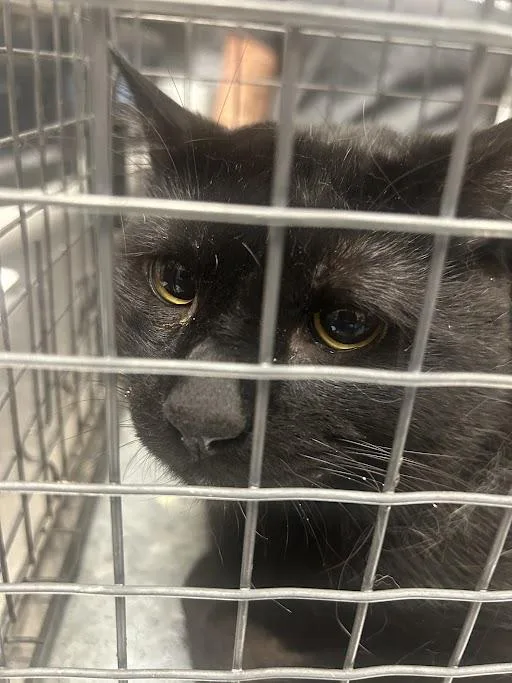 A young medium-sized male Domestic Short Hair cat named Onyx for adoption in Las Vegas, NV