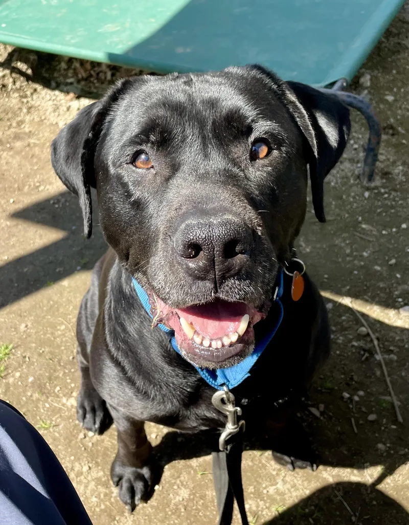 An adult medium-sized male Black Labrador Retriever dog named Levi for adoption in Scituate, MA