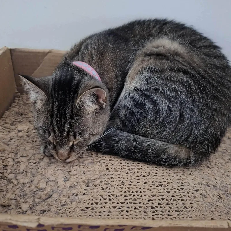 A young medium-sized female Domestic Short Hair cat named Chilly for adoption in Sweetwater, TN