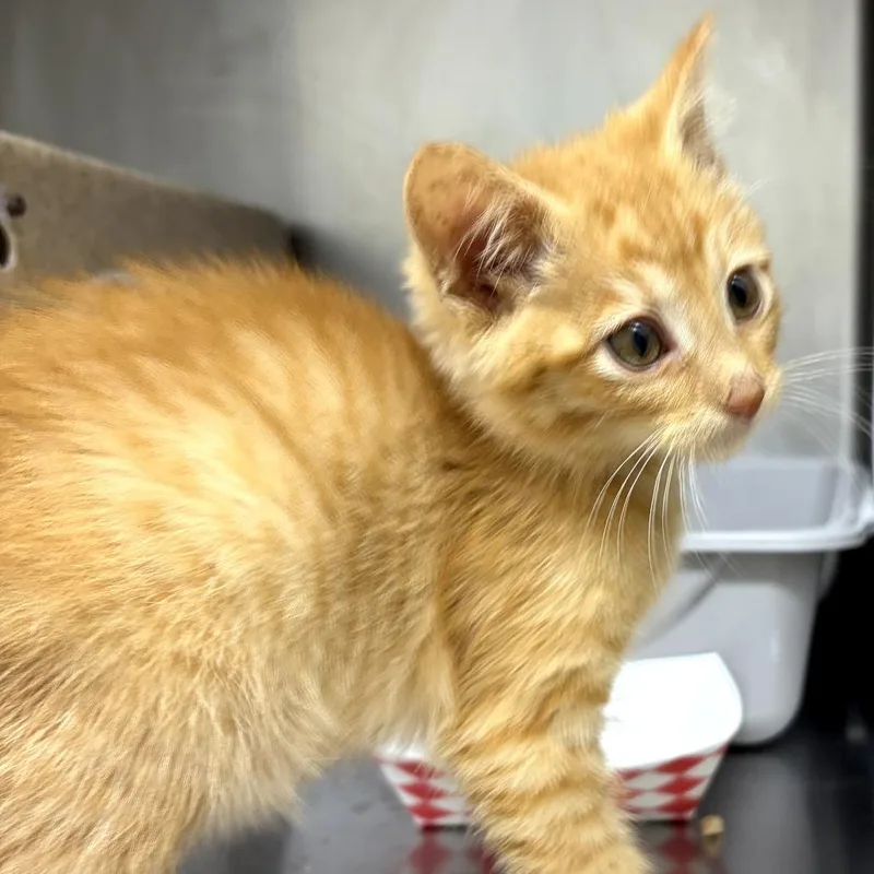 A baby small-sized male Orange / Red Domestic Short Hair cat named September for adoption in Pleasanton, CA