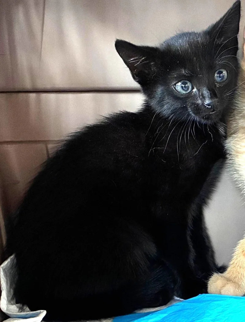 A baby medium-sized female Tortoiseshell Domestic Short Hair cat named Dionne for adoption in Great Neck, NY