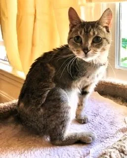 An adult medium-sized female Domestic Short Hair cat named Doreen and Adele for adoption in Wayland, MA