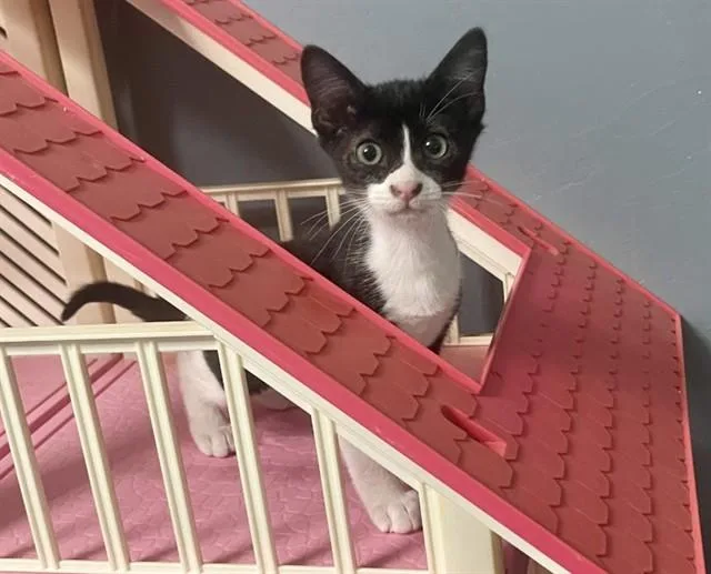 A baby small-sized male Domestic Short Hair cat named Jackie for adoption in Tucson, AZ