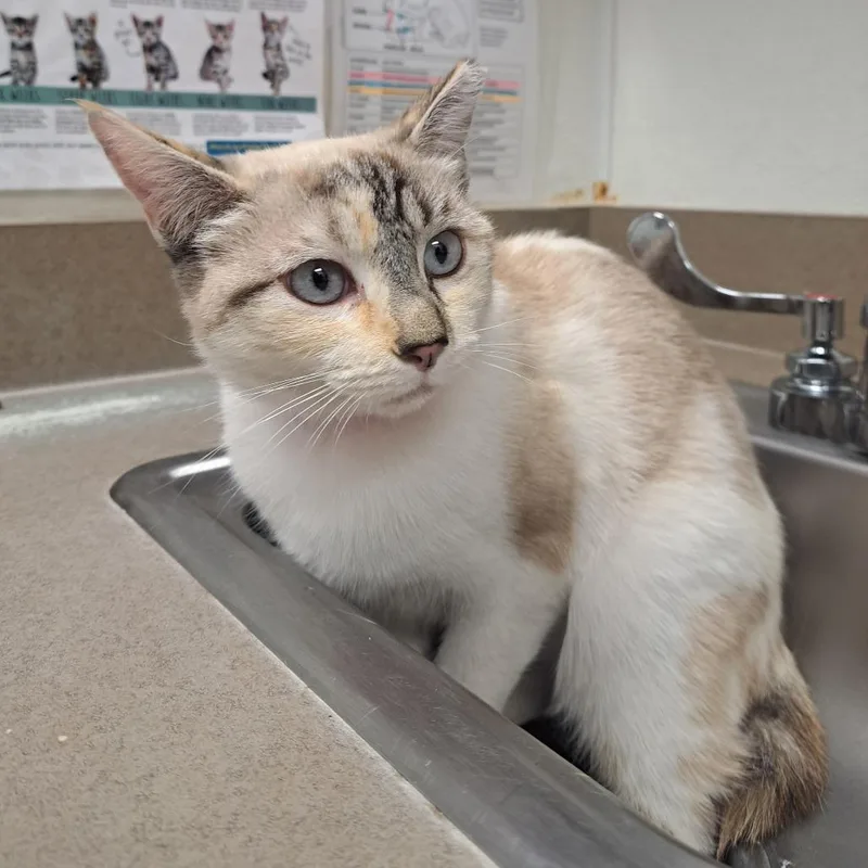 An adult medium-sized female White Domestic Short Hair cat named Stray Hold Vanilla Bean for adoption in Albuquerque, NM