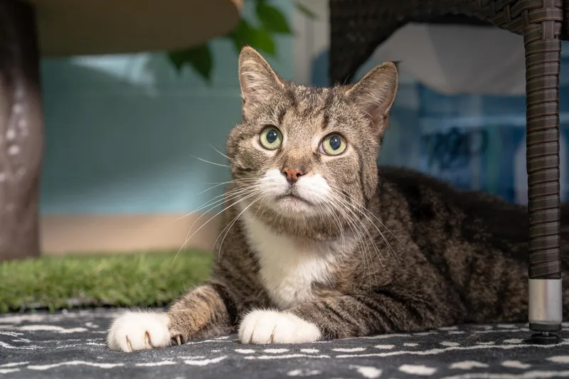An adult large-sized male Tabby (Brown / Chocolate) Domestic Short Hair cat named Jasper for adoption in Ashland, VA