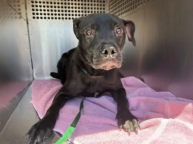 A young large-sized male Labrador Retriever dog named Milo for adoption in Mesa, AZ