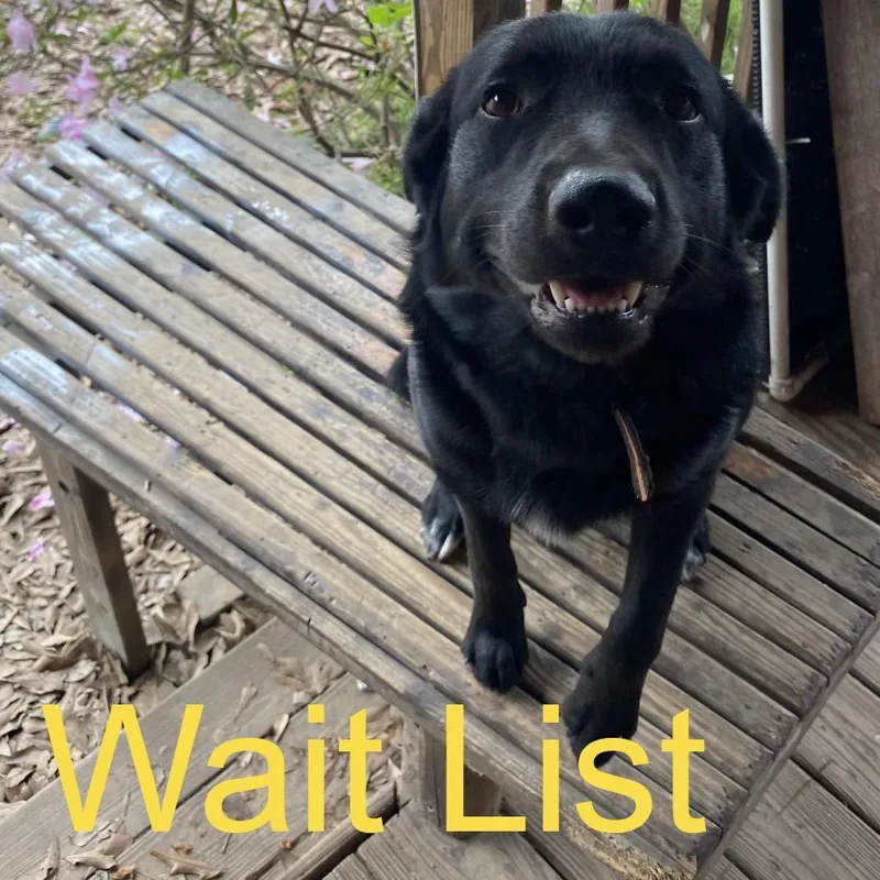 An adult medium-sized male Black Labrador Retriever dog named Loki for adoption in Livingston, TX