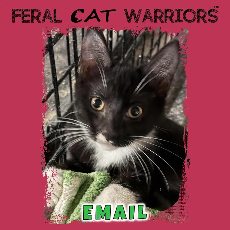 A baby small-sized male Domestic Short Hair cat named Email for adoption in Kingman, AZ
