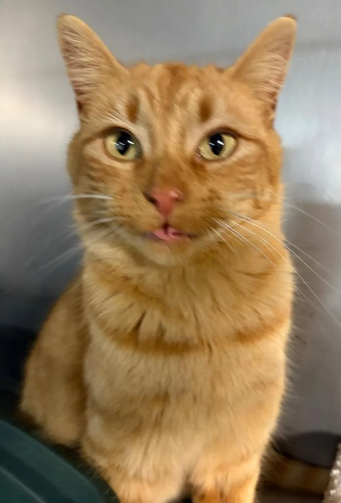 A young medium-sized female Domestic Short Hair cat named Marigold for adoption in Huntington, IN