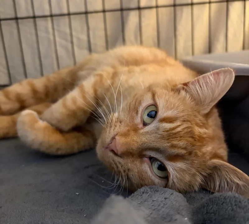 Marigold thumbnail 2