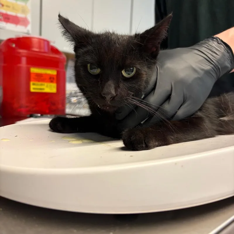 An adult medium-sized female Black Domestic Short Hair cat named Abilene + for adoption in Huntington, WV