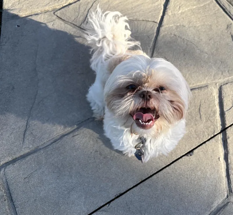 A young small-sized male White / Cream Mixed Breed dog named Coco for adoption in Maineville, OH
