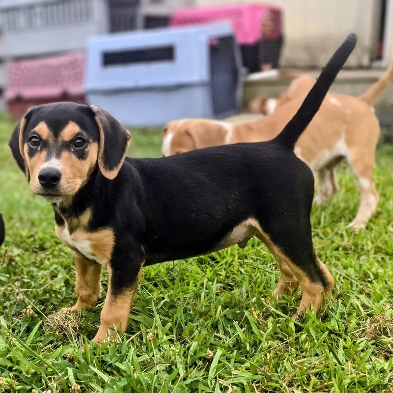 A baby small-sized male Bicolor Beagle dog named Pepper for adoption in Lancaster, SC