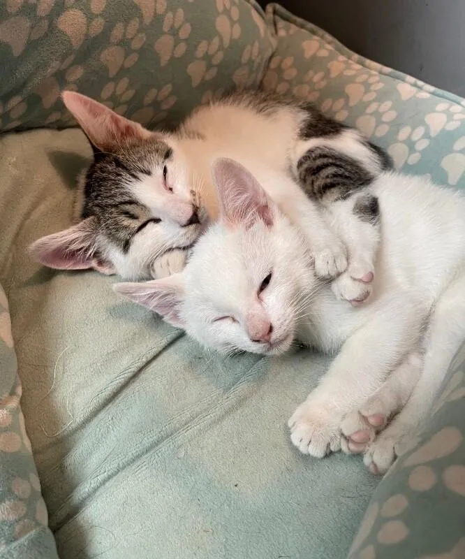 A young medium-sized male White Domestic Short Hair cat named Mercury for adoption in North Babylon, NY