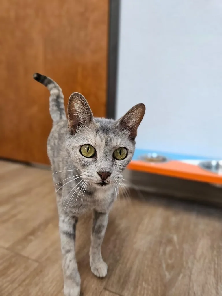 A young medium-sized female Domestic Short Hair cat named Siren for adoption in Corpus Christi, TX