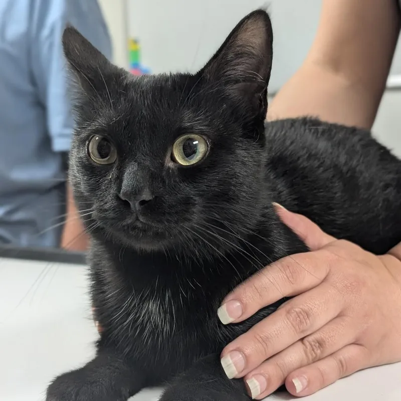 An adult medium-sized male Black Domestic Short Hair cat named Nocturn for adoption in Canton, IL