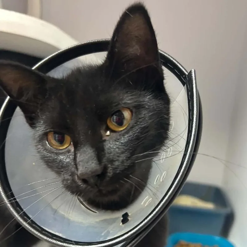 A baby medium-sized female Black Domestic Short Hair cat named Daphne for adoption in Tyler, TX