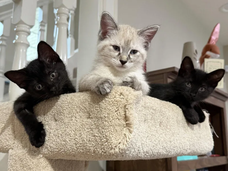 A baby medium-sized female Buff / Tan / Fawn Siamese cat named Marsha S for adoption in Rosenberg, TX