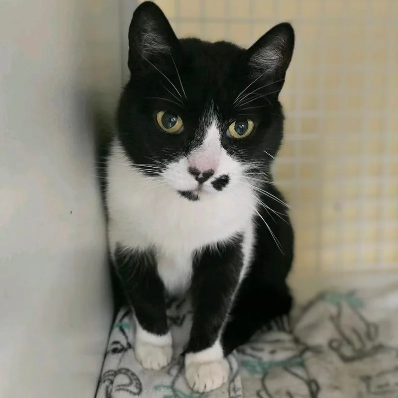 An adult medium-sized female Black Domestic Short Hair cat named Domino for adoption in Hamburg, NY