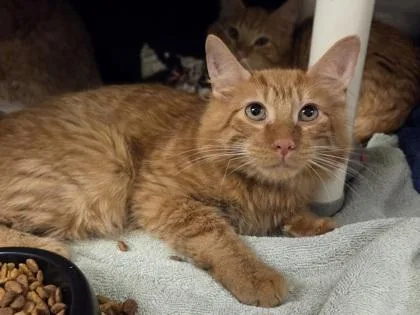 A baby medium-sized male Domestic Medium Hair cat named Aj for adoption in Westland, MI