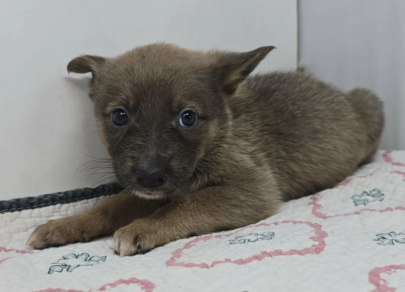 Gallant Bloom thumbnail 2