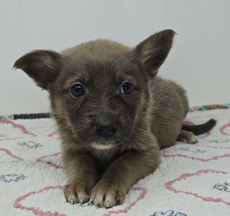 Gallant Bloom thumbnail 3