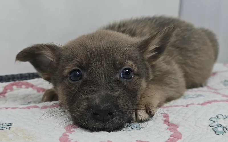 Gallant Bloom thumbnail 4