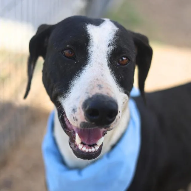 An adult large-sized female Labrador Retriever dog named Birdie for adoption in San Antonio, TX