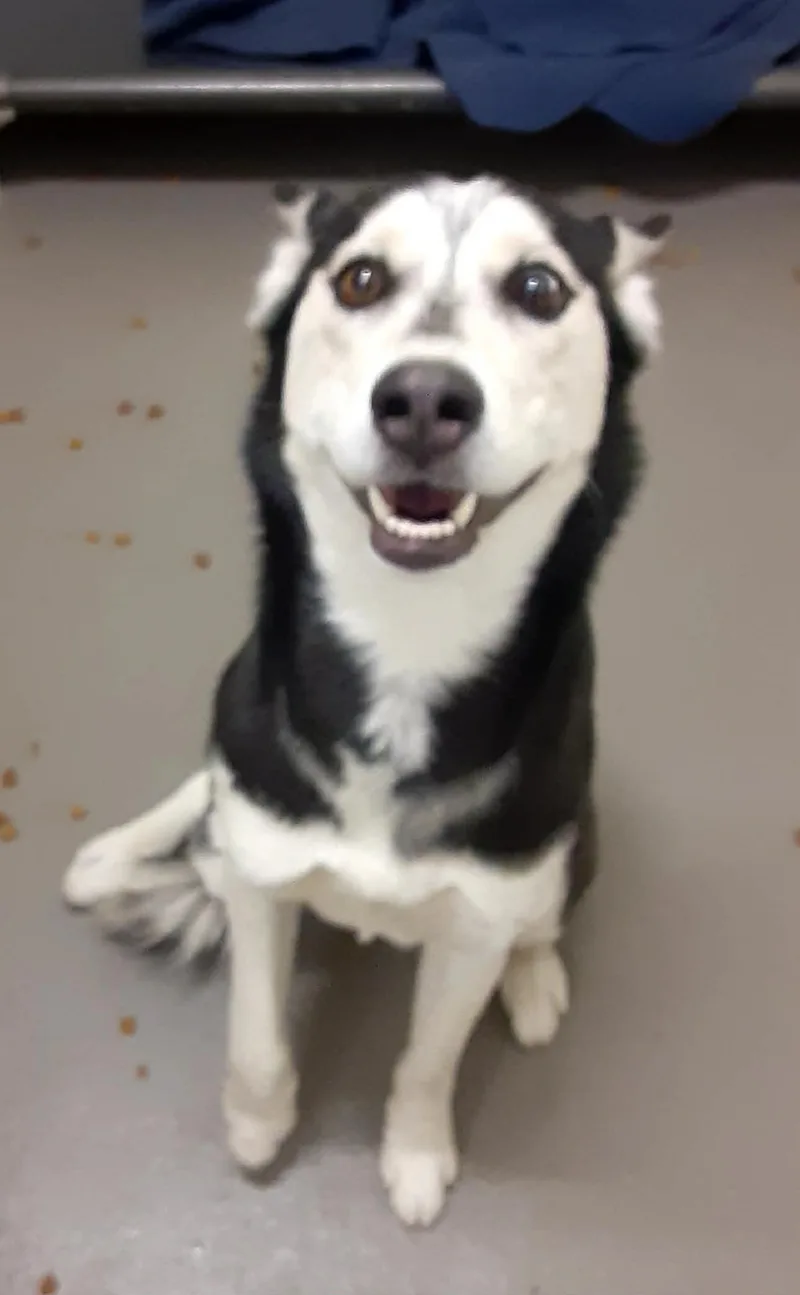 An adult medium-sized female Husky dog named Beauty for adoption in Hagerstown, MD