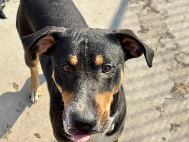 An adult medium-sized male Rottweiler dog named Wally for adoption in Tulsa, OK