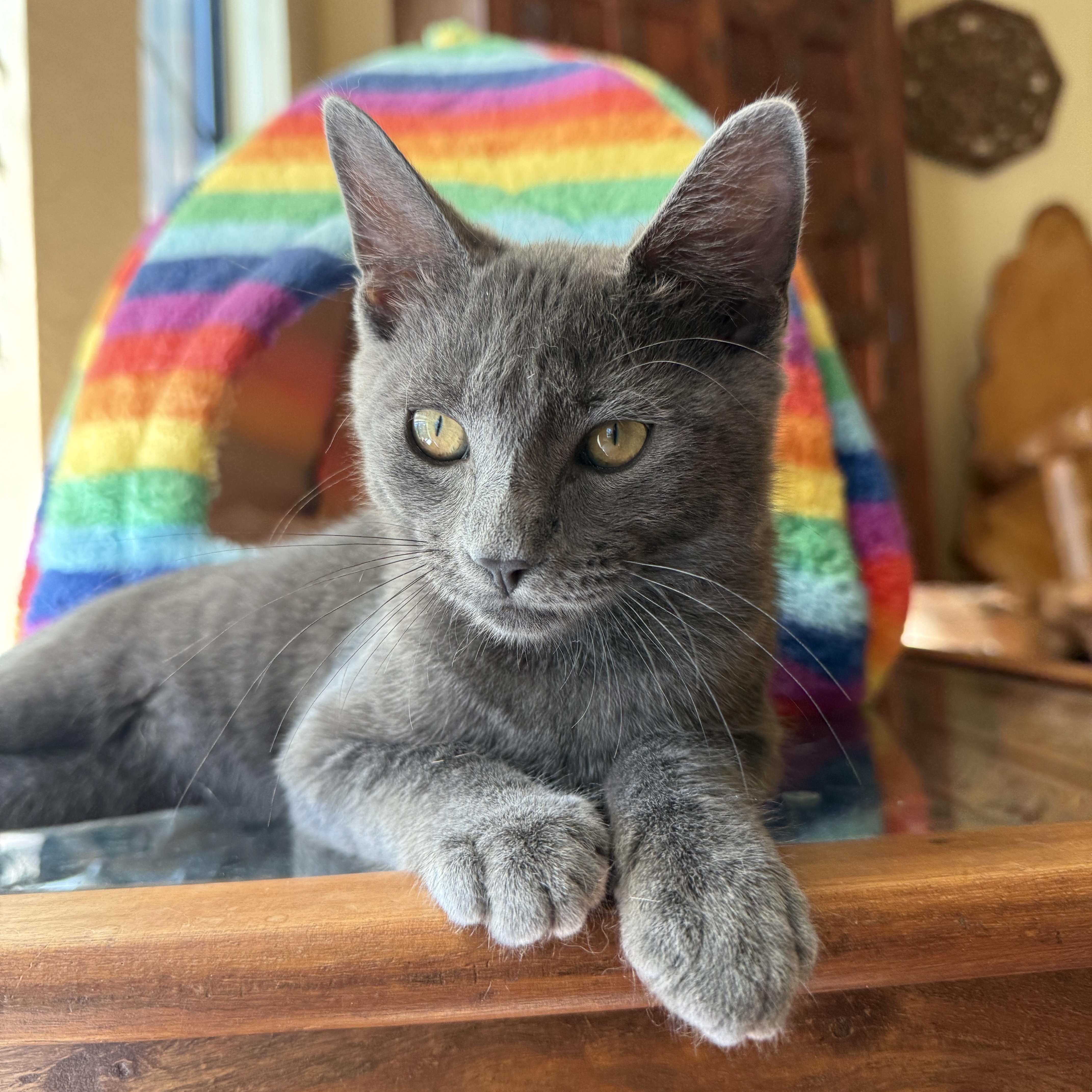 A baby medium-sized female Domestic Short Hair cat named Esmeralda for adoption in Keller, TX