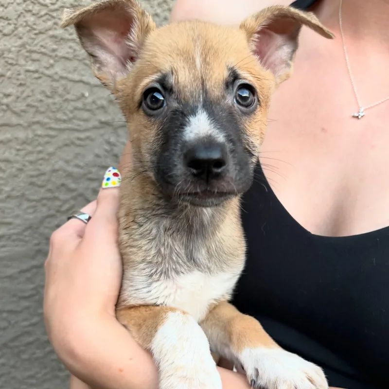A baby medium-sized female Mixed Breed dog named Kombucha for adoption in Henderson, NV